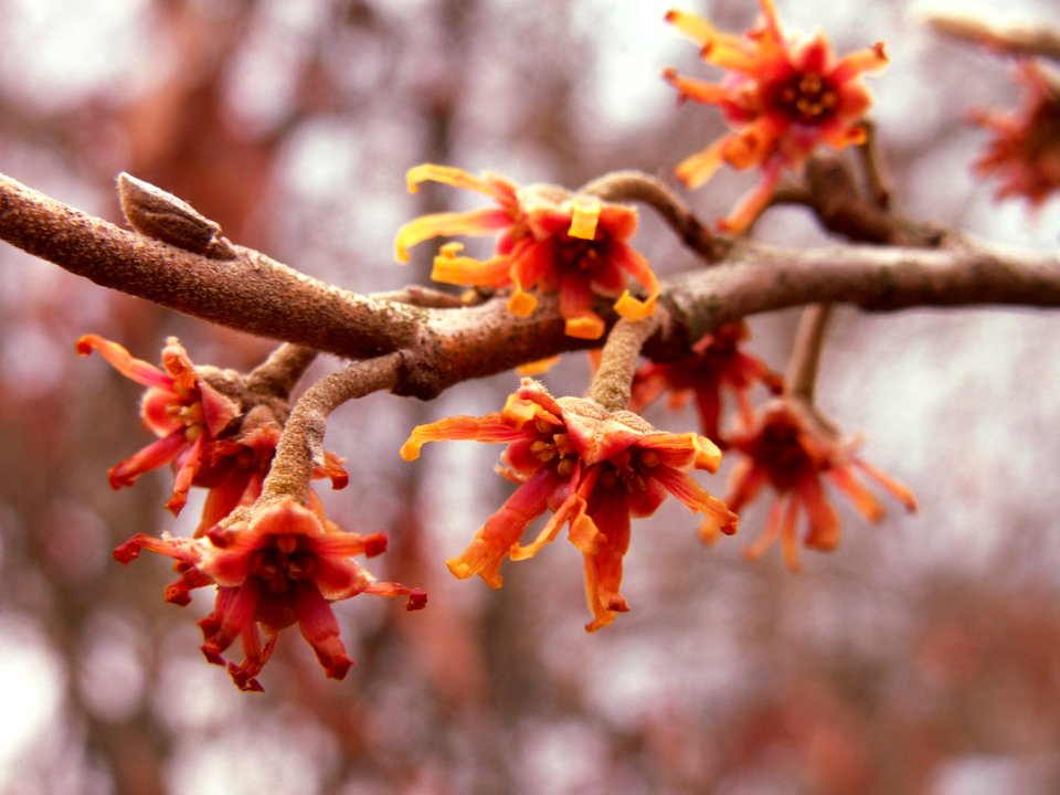 Hamamellis vernalis, 2015-03-16, Pittsburgh, 03