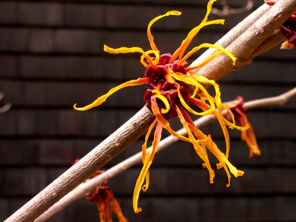 Hamamelis x intermedia, Mellon Park, Pittsburgh, 2015-04-06