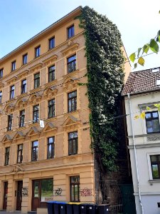 HAL-GroßeBrunnenstr.63 NDM Efeu