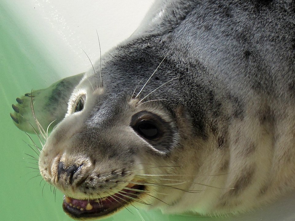 Halichoerus grypus (Grey seal), Ecomare, Texel, the Netherlands