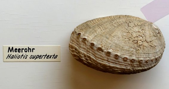 Haliotis supertexta - Naturhistorisches Museum, Braunschweig, Germany - DSC05046