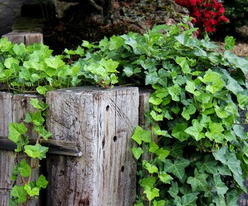 Wood demarcation weathered