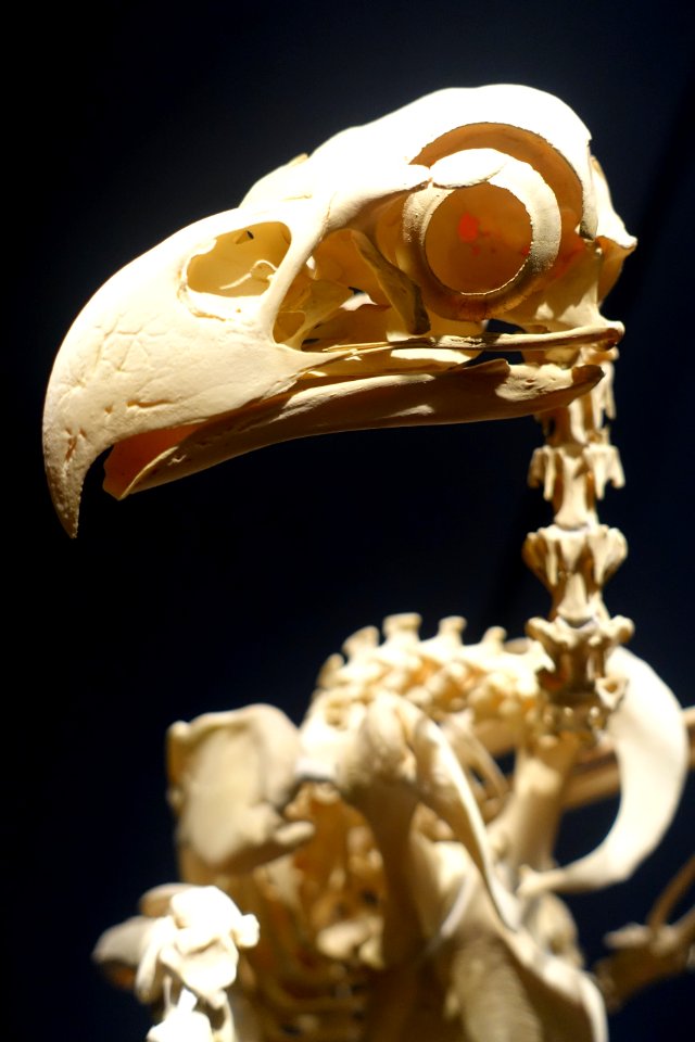 Haliaeetus albicilla - Museum fur Naturkunde, Berlin - DSC00208
