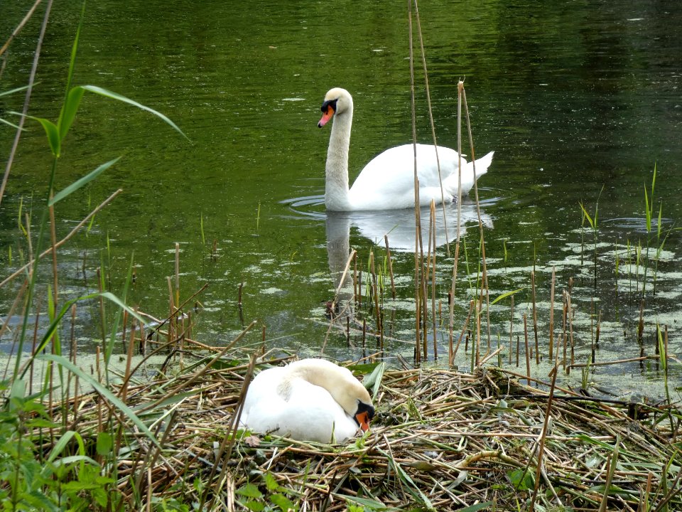 HAL-Pulverweidenteich Schwäne