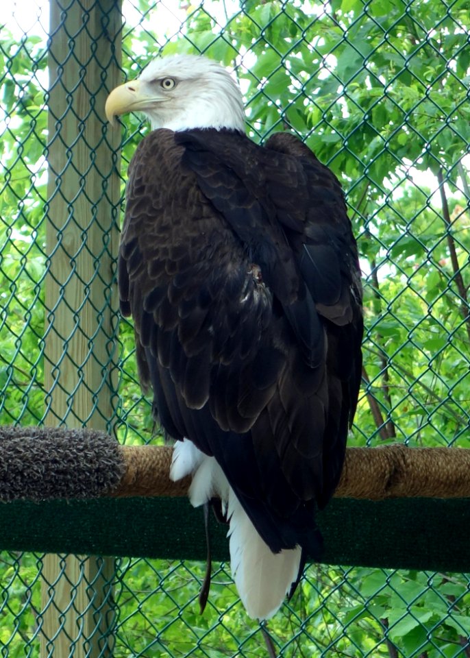 Haliaeetus leucocephalus - Southern Vermont Natural History Museum - DSC08542