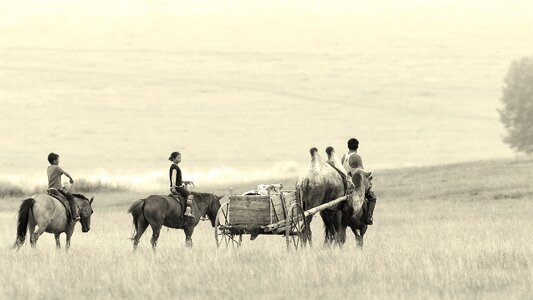 Camel wagon horses family