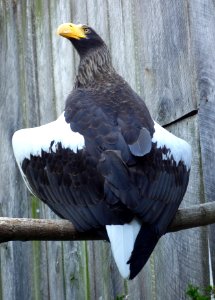Haliaeetus pelagicus - National Aviary - DSC05793