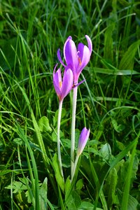 Colchicine naked lady autumn crocus