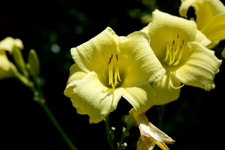 Flower blossom plant