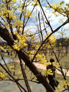 Nature plants cornus