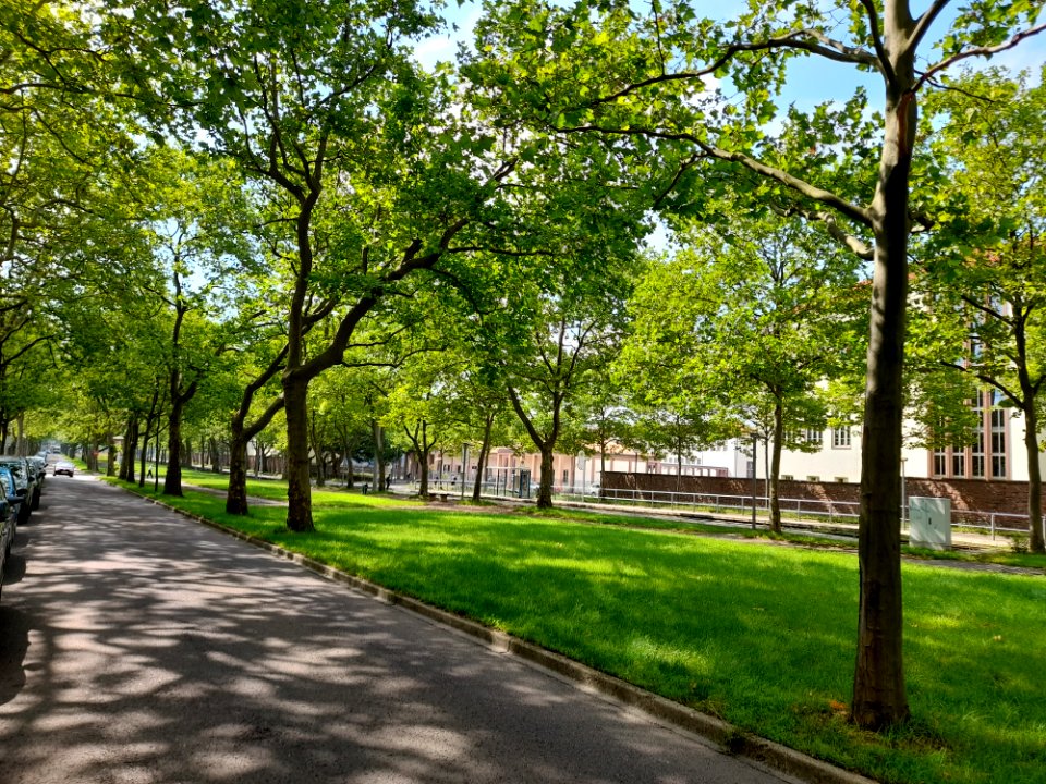 Halle Heideallee ND Platanen