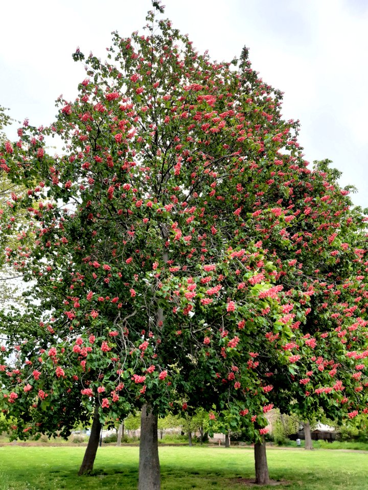 HAL-Südstadtpark-Rosskastanie