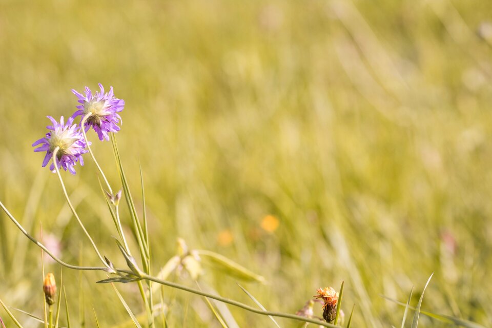 Pigeon scabious scabiosa columbaria nature
