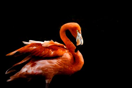Flamingo bird orange