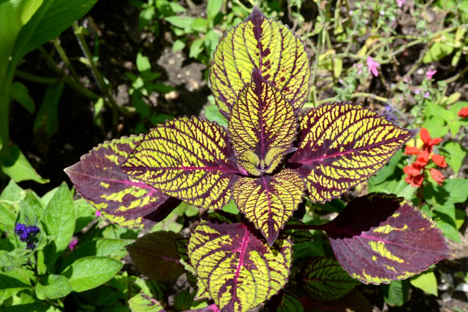 Green growth flower