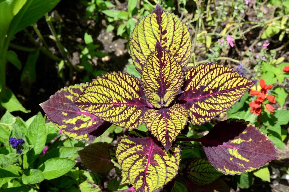 Green growth flower photo