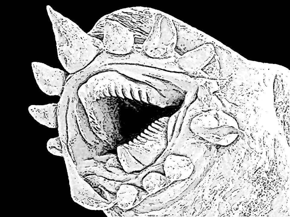 Halicephalobus mephisto head