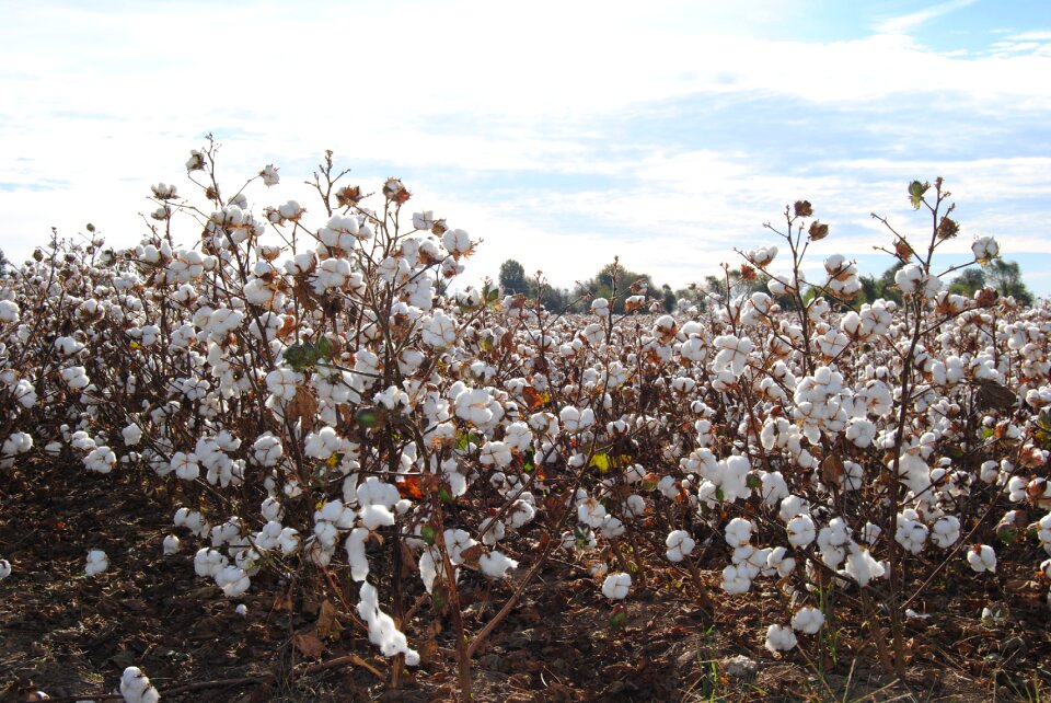 Harvest crop missouri