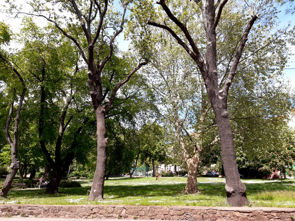 Halle Thomas-Müntzer-Park (1)