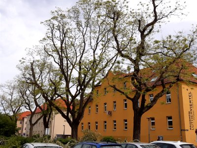 Halle Lutherstraße JapSchnurbäume2