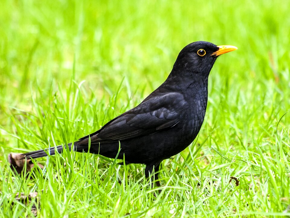 Garden bird nature animal