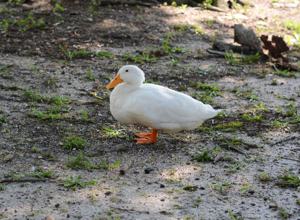 Nature animal waterfowl