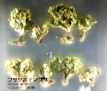 Halimeda simulans - National Museum of Nature and Science, Tokyo - DSC07659