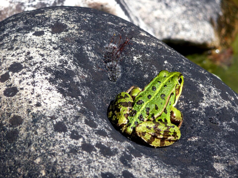 Nature amphibians sonnenplatz