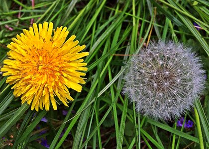 Nature spring wild