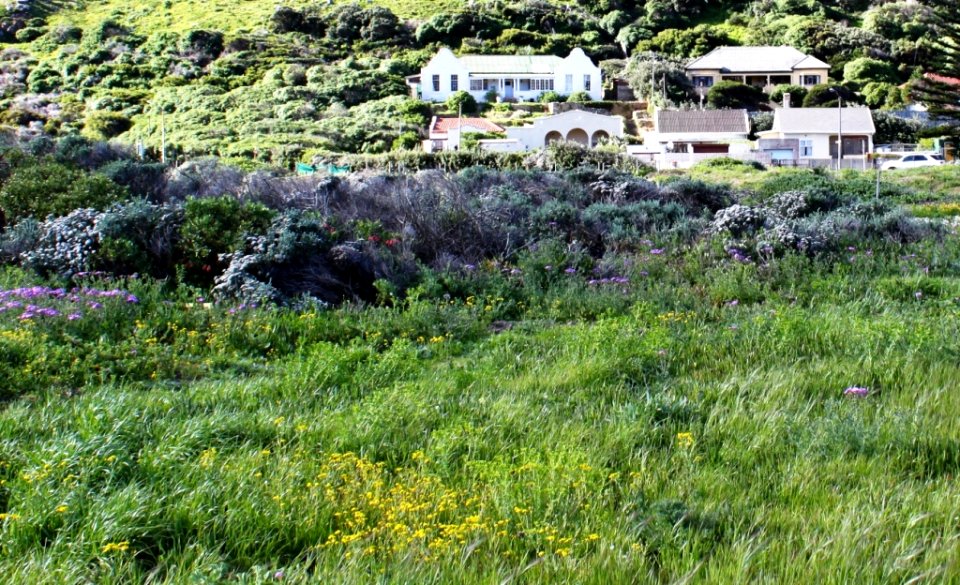 Hangklip Sand Fynbos at Silvermine Wetlands CT 2