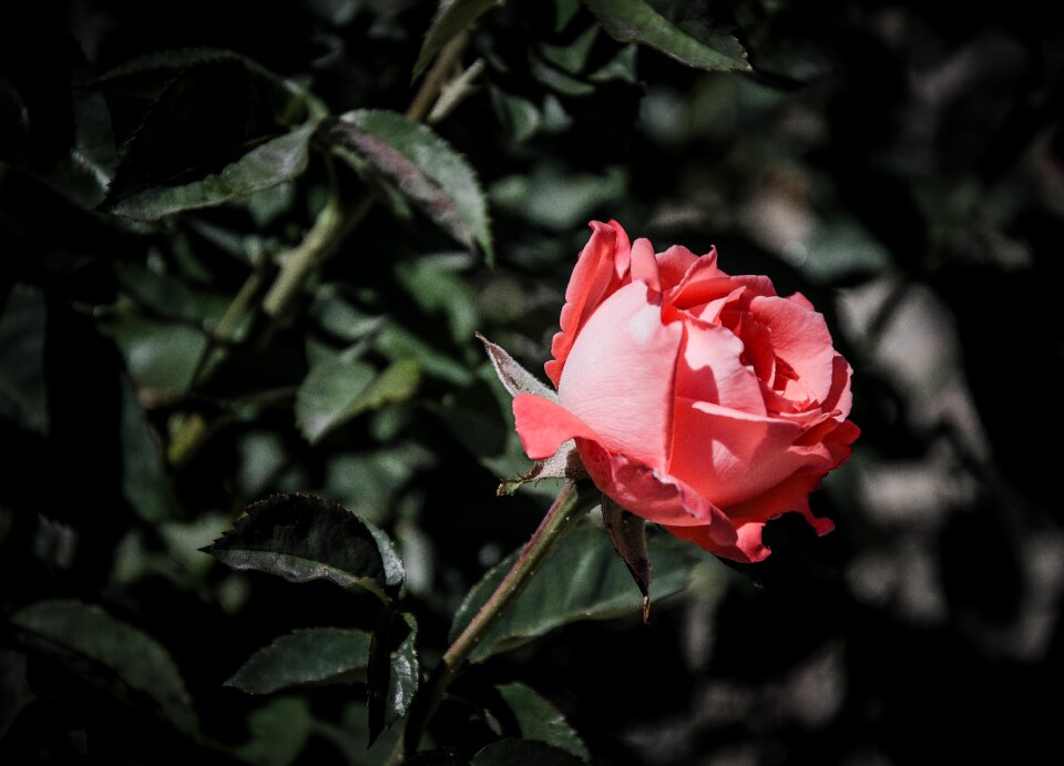 Nature spring pink flower