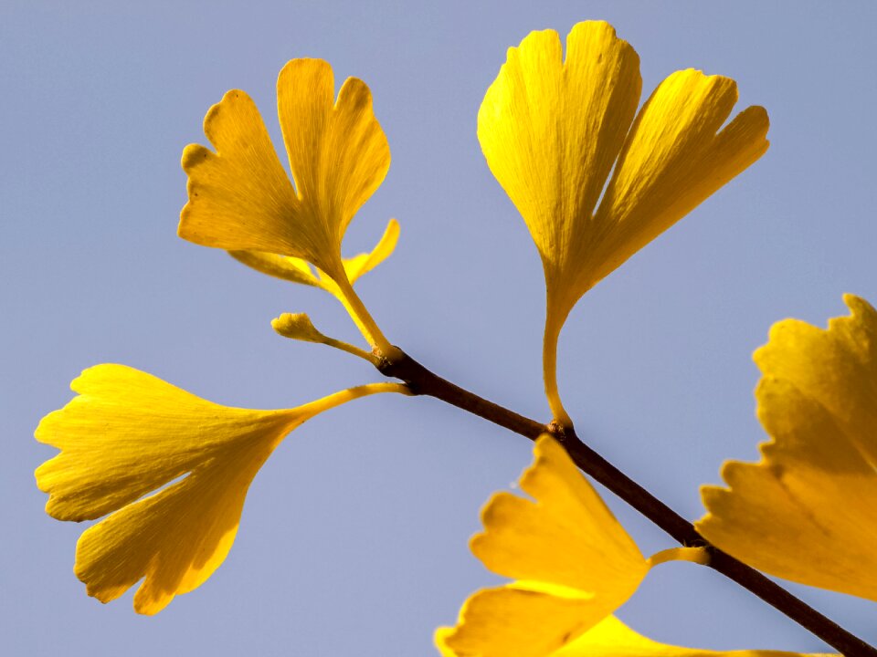 Gingko tree nature