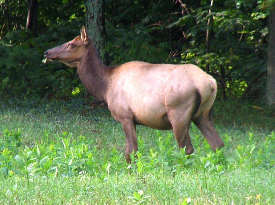 Happy Elk At Caledonia, Elk County