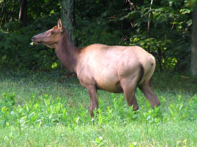 Happy Elk At Caledonia, Elk County