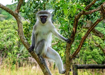 Safari animal reserve photo