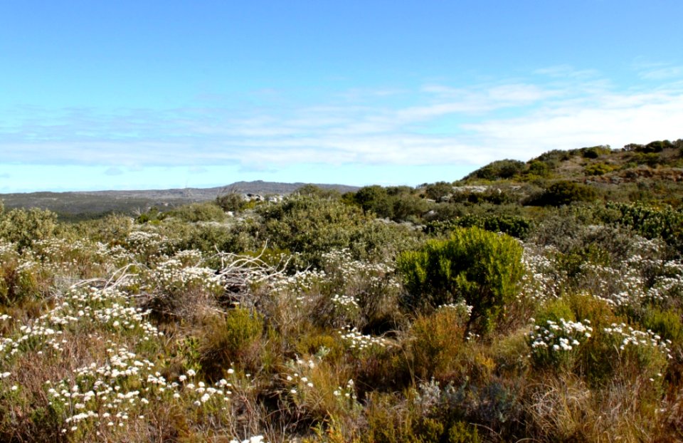 Hangklip Sand Fynbos - Fishhoek CT