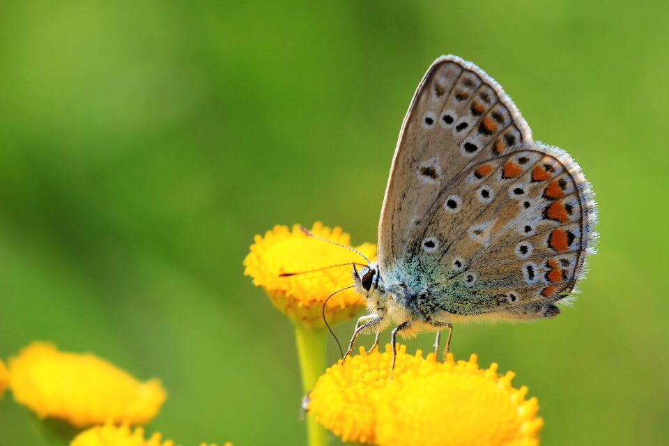 Nature wings europe