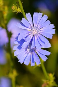 Blue flower summer photo