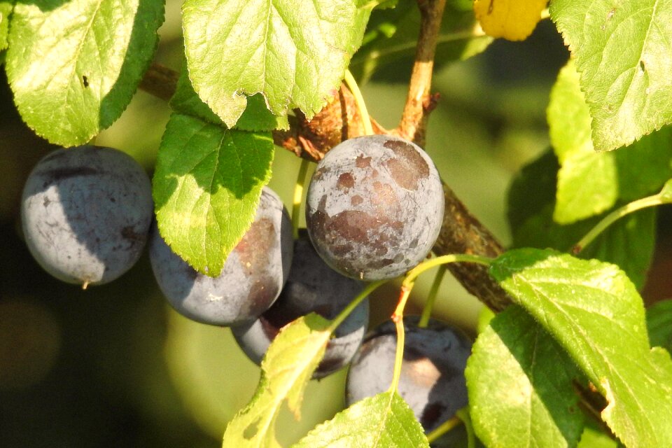 Tree fruit fruit tree