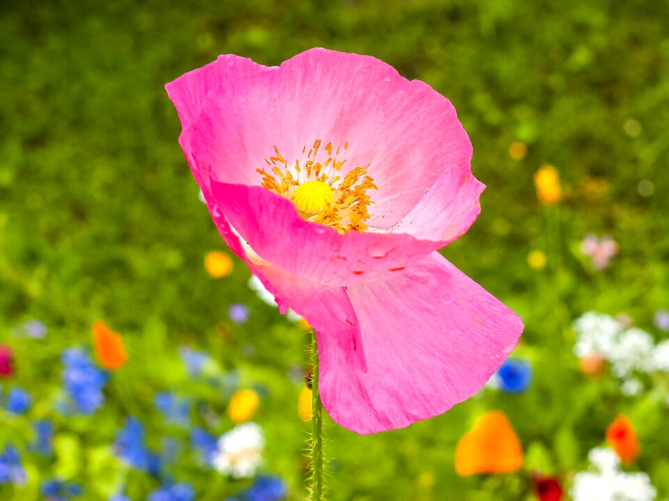 Bloom plant nature photo