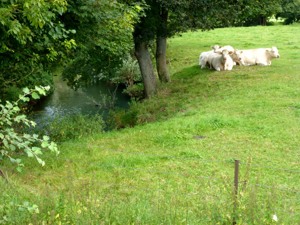 Hannappes (Ardennes) l'Aube, affluent du Thon