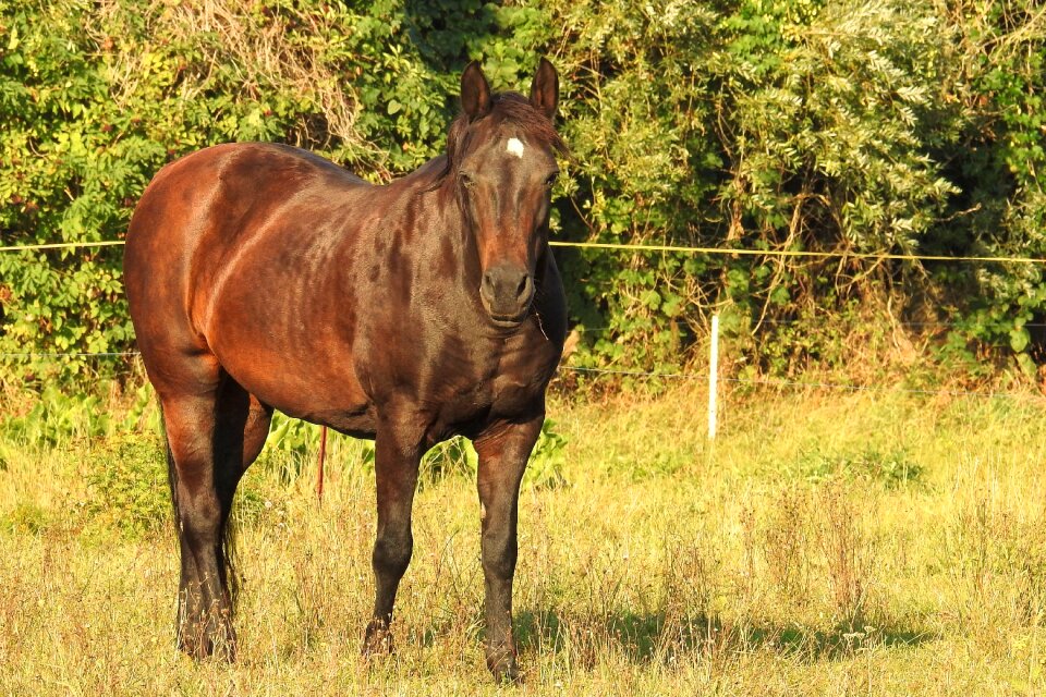 Horse pasture coupling