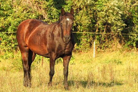 Horse pasture coupling