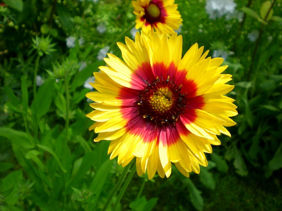 Flowers marigold garden