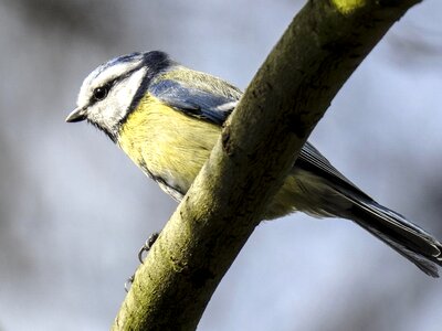 Garden bird bird nature photo