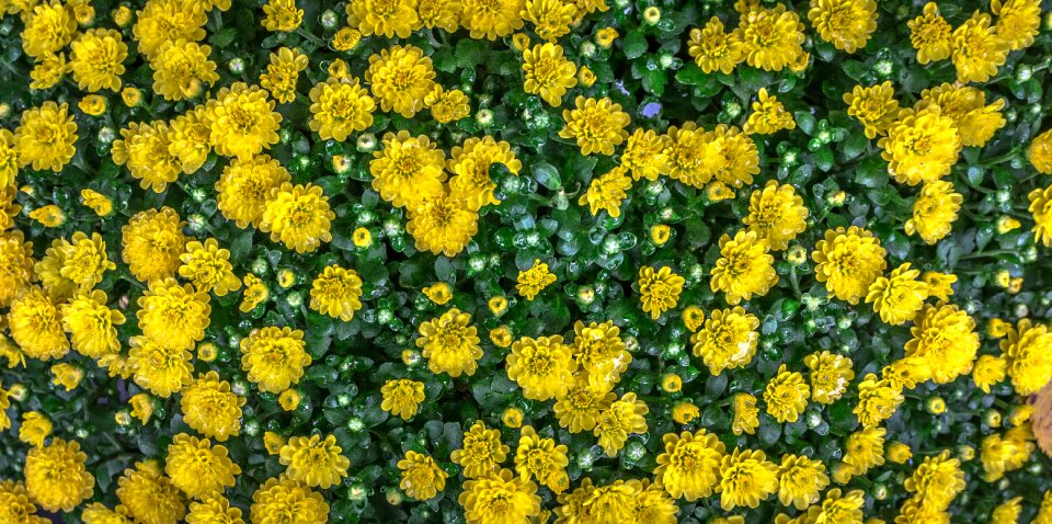 Abstract plants trickle