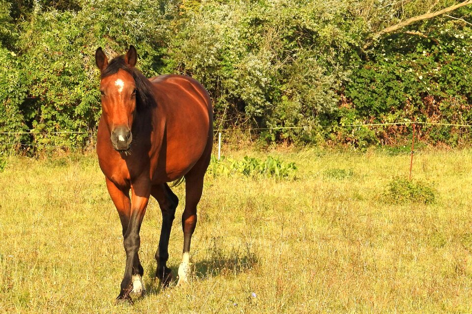 Horse pasture coupling