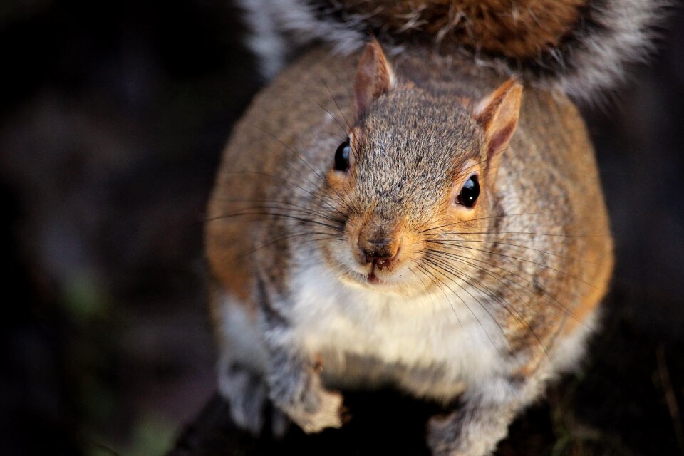 Wild cute wildlife