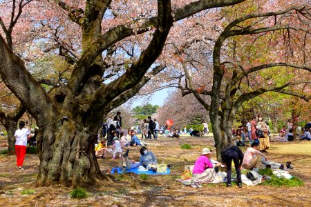 Hanami - Shinjuku Gyo-en - Tokyo, Japan - DSC05635