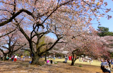 Hanami - Shinjuku Gyo-en - Tokyo, Japan - DSC05643